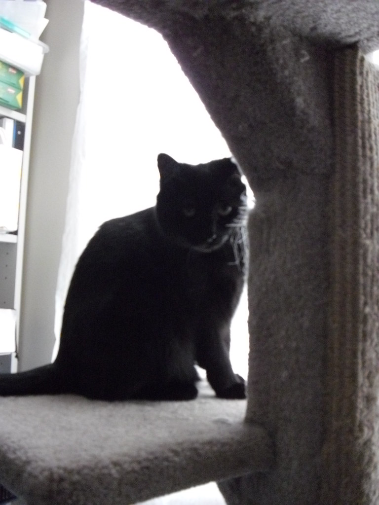 Freya on the cat tree The cat tree is a big part of the