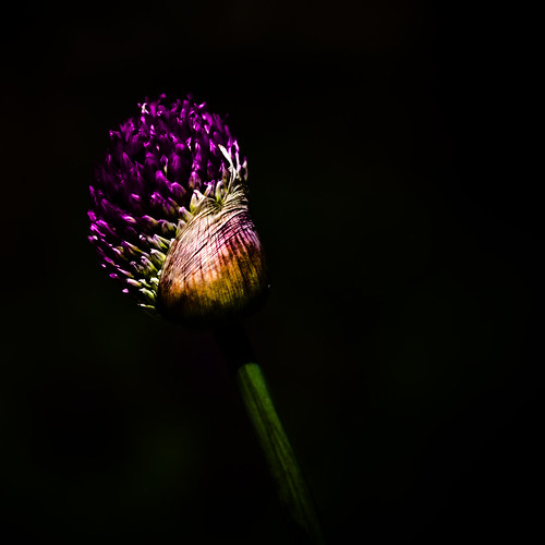 “Love is the only flower that grows and blossoms without t… Flickr