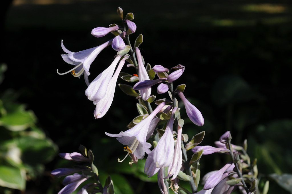 Drooping purple flowers with long white stamens 2 CC0 waiv… Flickr
