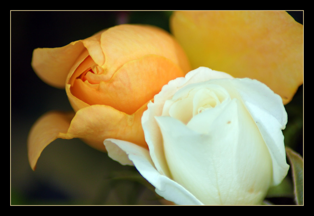 Peaches And Cream... Roses in my garden...before they all … Flickr