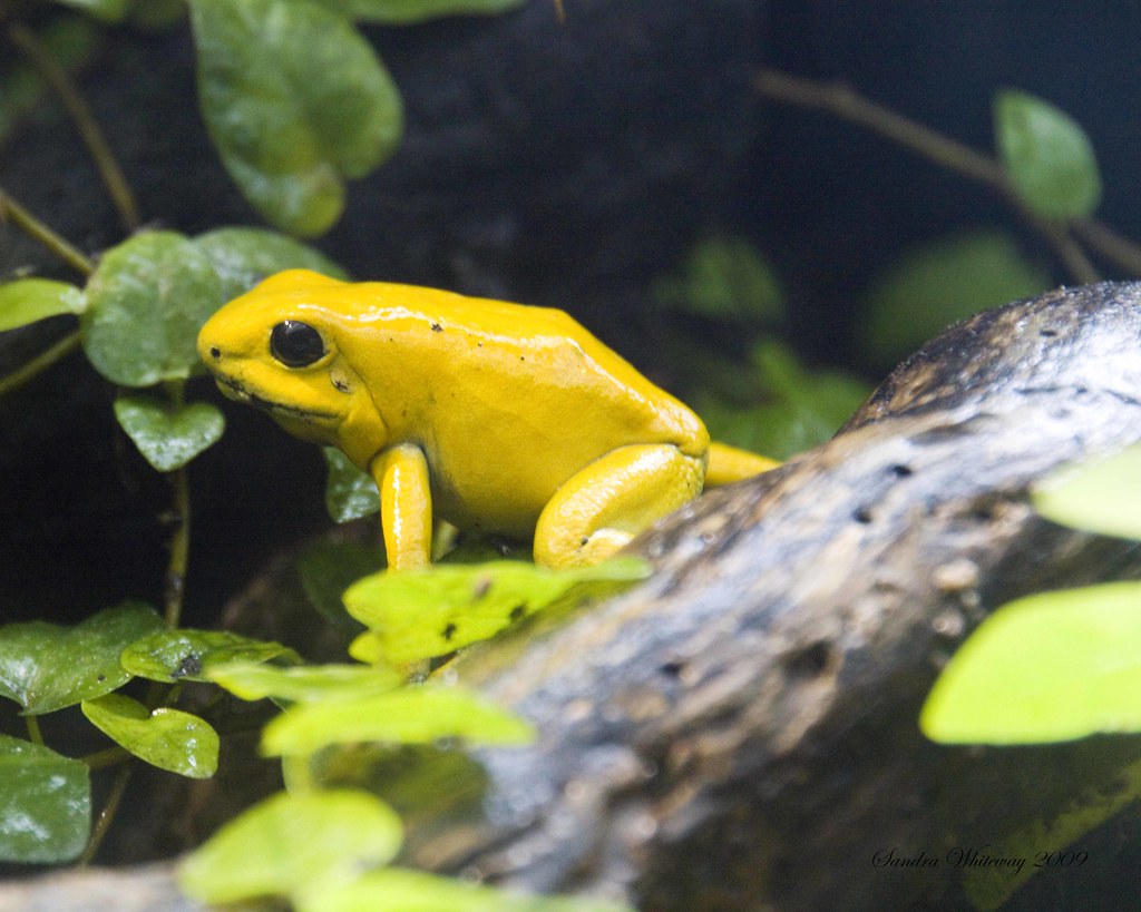 Golden Poison Frog London Zoo The golden poison dart