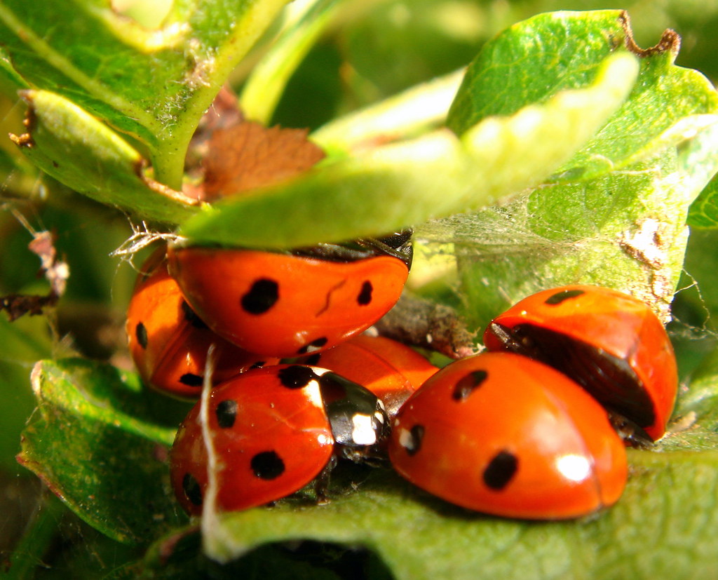 Ladybird conference! The wind blew the leaves of the hedge… Flickr