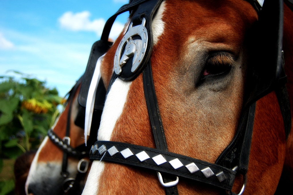 horse Bowman Apple Orchard. Rexford, NY liz_ahearn Flickr