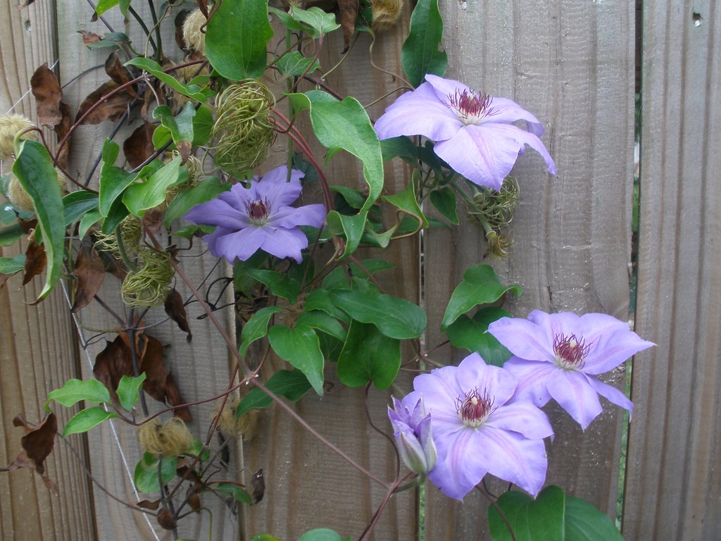 Late Blooming Clematis I still have lots clematis, several… Flickr