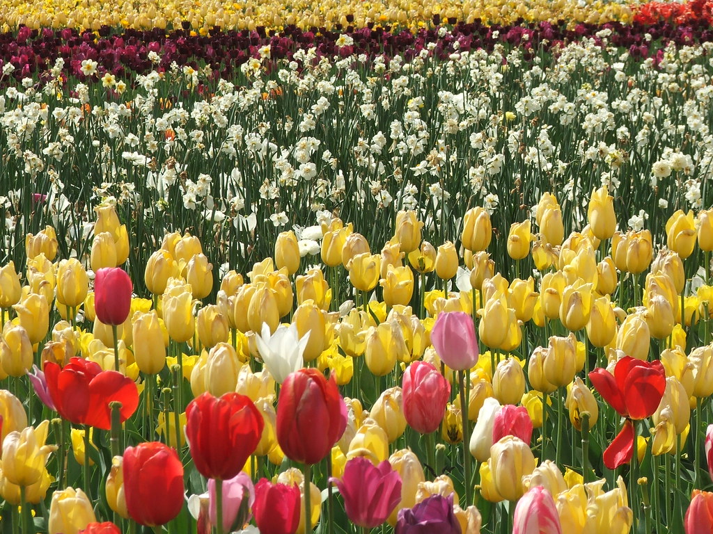 canberra flowers 4nicka Flickr