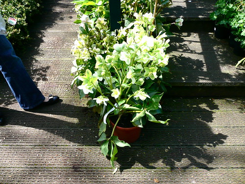 Sheen Garden Centre These hellebores look good.... Herry Lawford