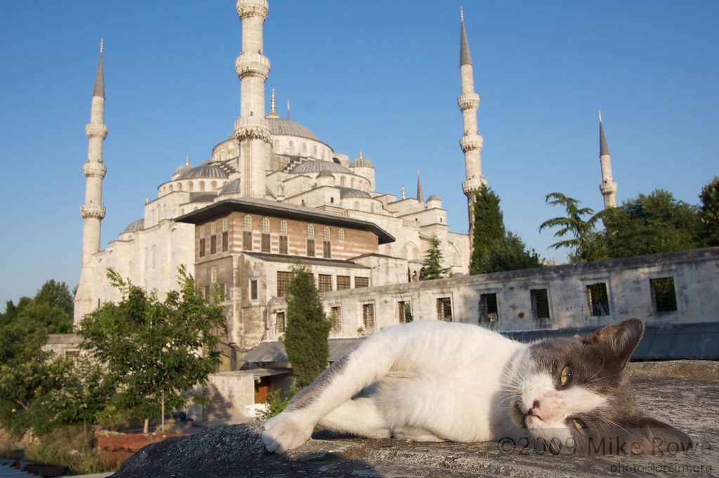 Istanbul's Blue Mosque Cat and Mosque. Mosque and Cat. Whi… Flickr