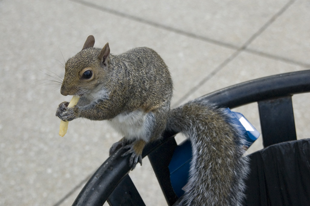 Squirrel With French Fry Diana Schnuth Flickr