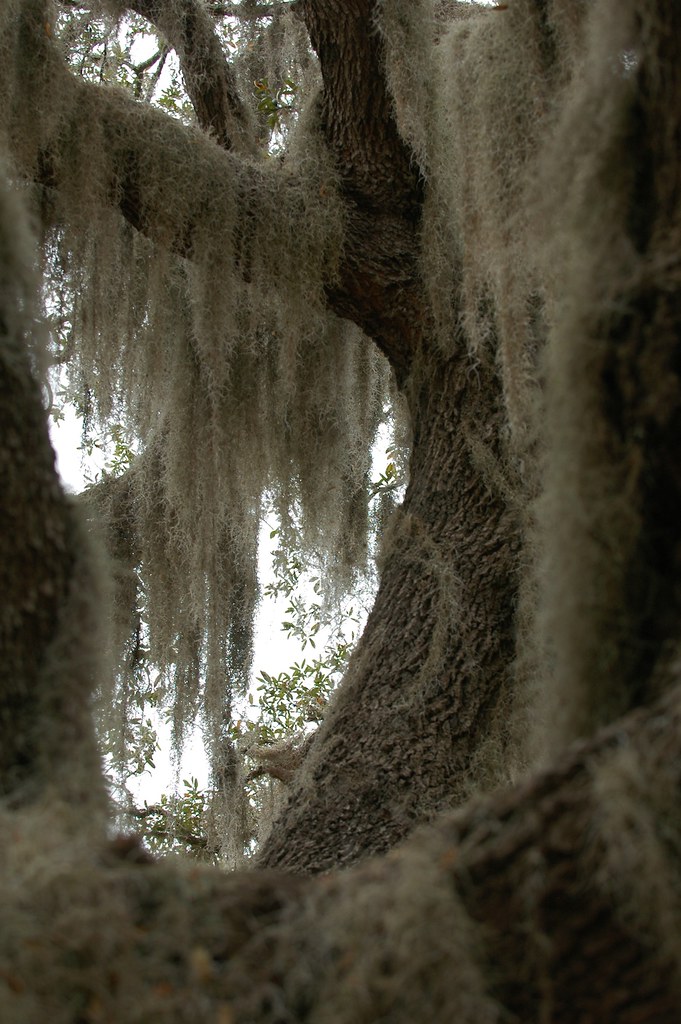 Spanish Moss closeup Adrian.Jelley Flickr