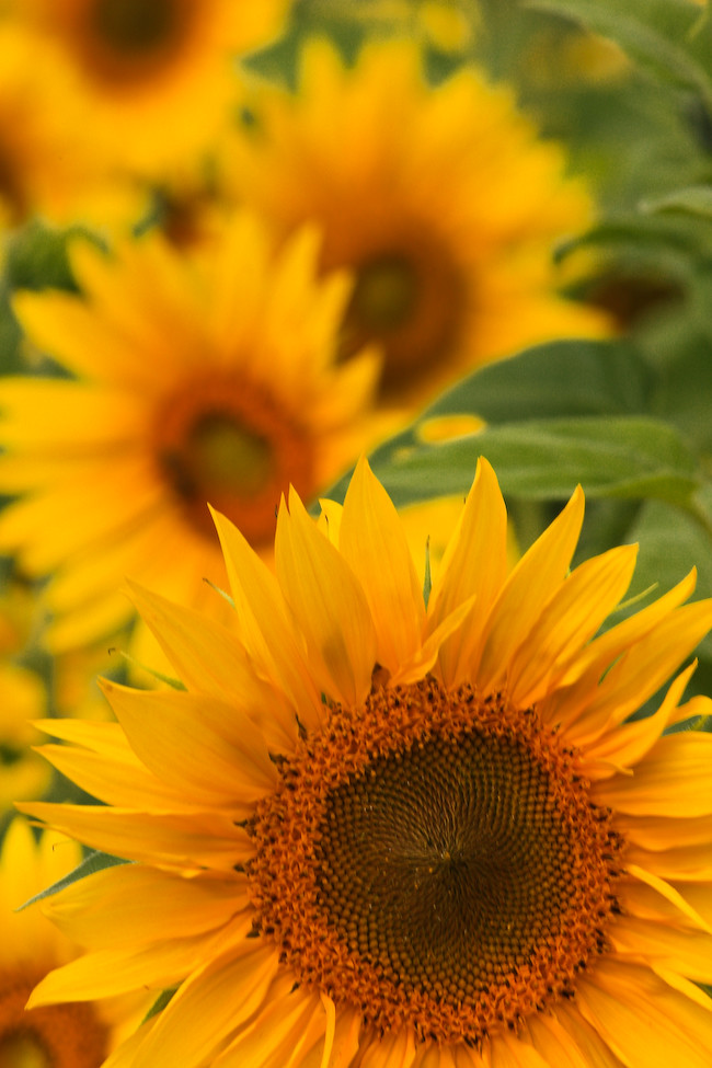 Sunflowers 3 Sunflowers along the roadside, Pacific Northw… Flickr