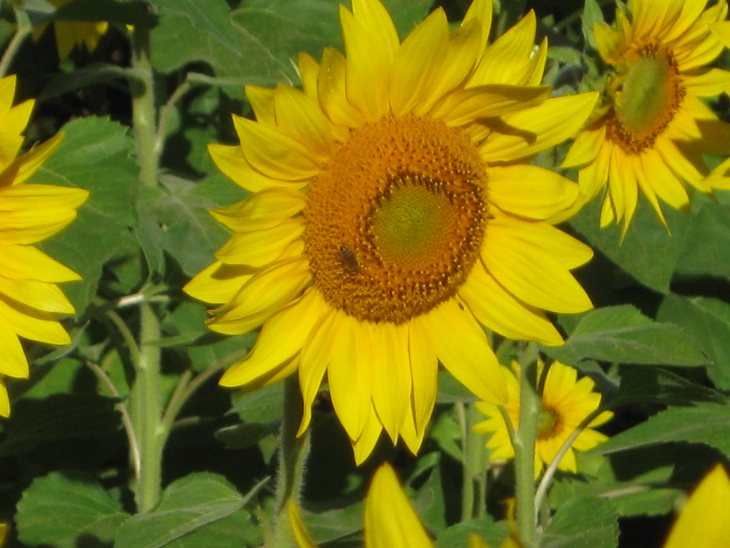 Maryland Sunflowers 08 Sunflowers along MD Rte 138 Flickr