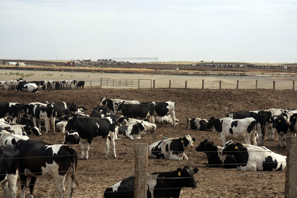 Holstein feedlot a photo on Flickriver