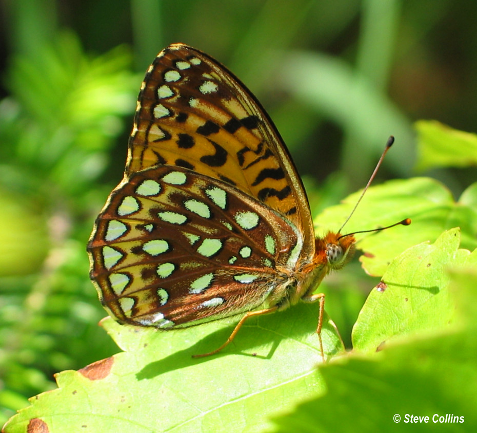 Atlantis Fritillary (Speyeria atlantis) Pondicherry NWR, N