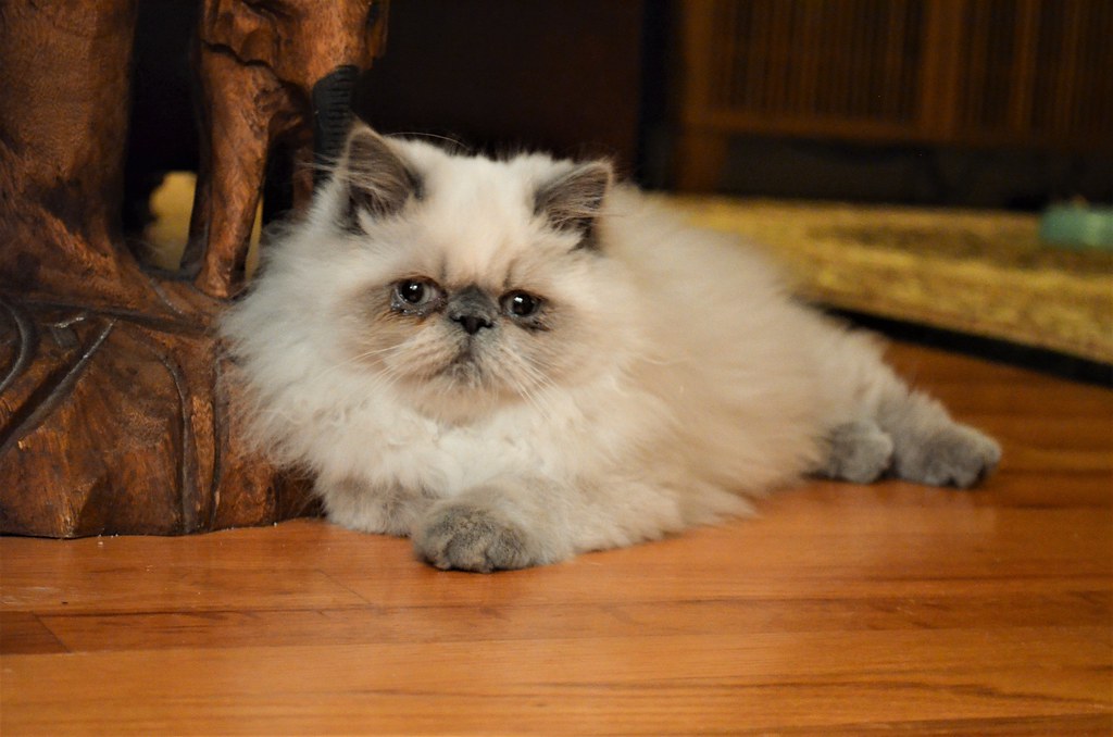 Blue Point Himalayan Kitten Susan DelMoore Flickr