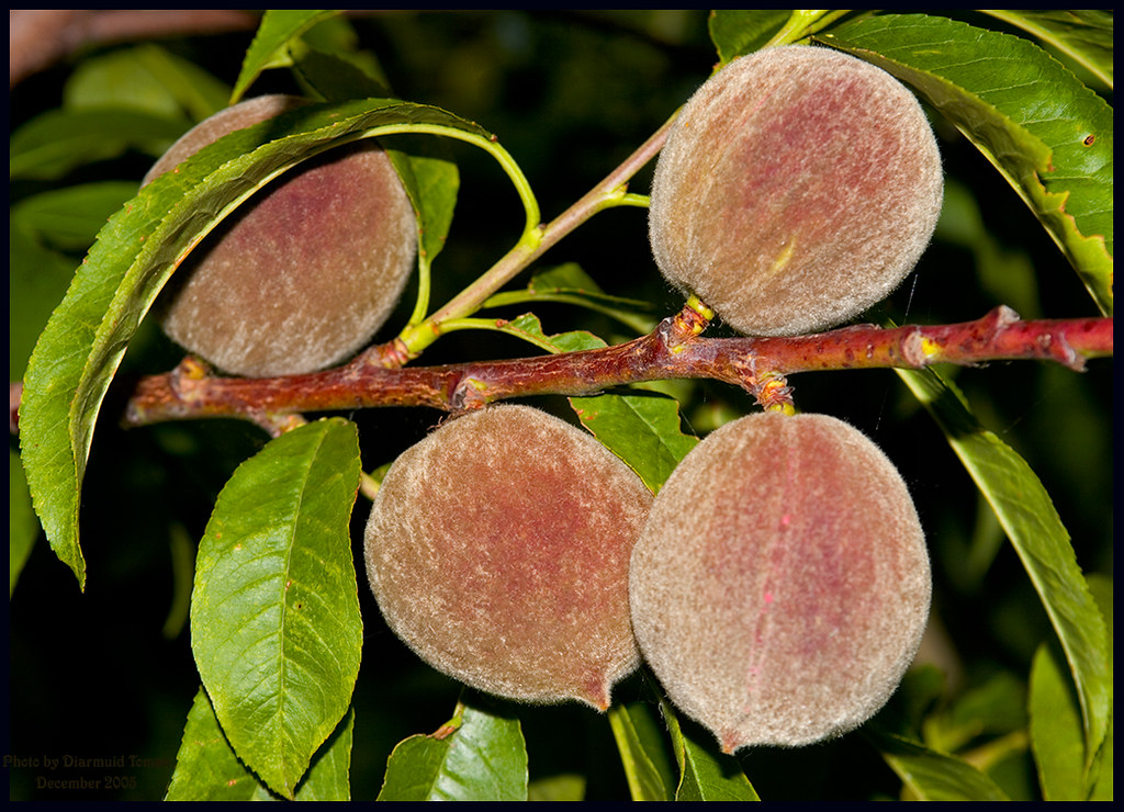 Young Blackboy peaches Blackboy peaches ripening on the t… Flickr