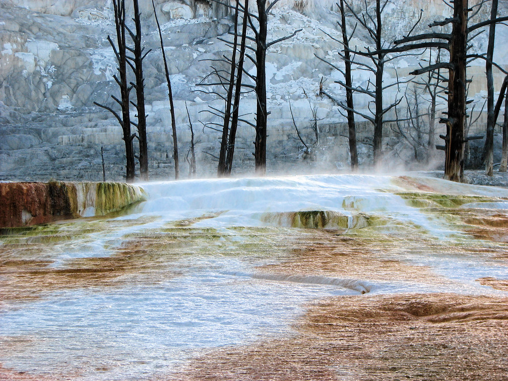 Angel Terrace Yellowstone Mammoth Hot Springs This area… Flickr