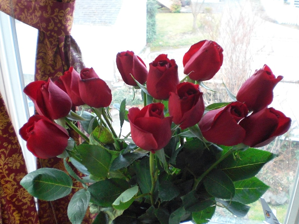valentine's day roses from boyfriend Chelsea Nesvig Flickr