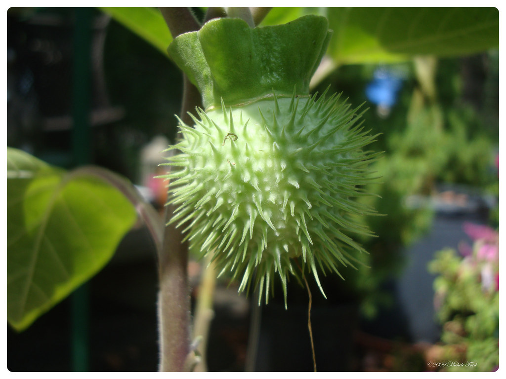 Moon Flower Seed Pod I imagine we will have many seeds fro… Michele Ford Flickr