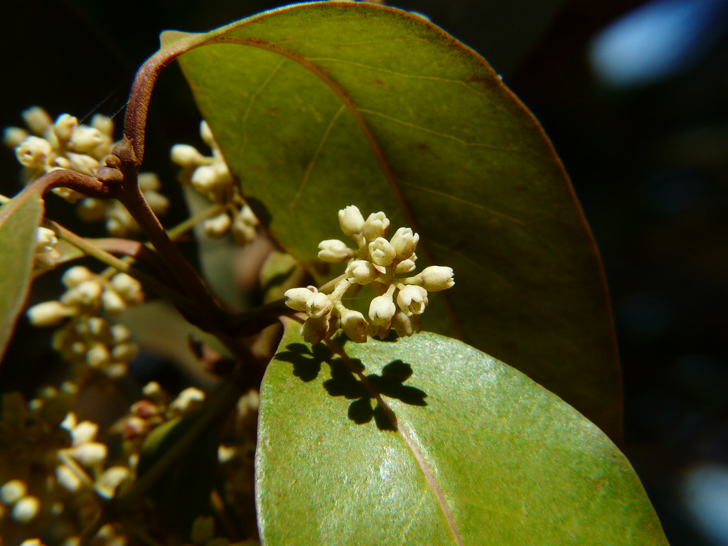Madle (Kannada ಮದ್ಳೆ) Oleaceae (Olea or olive family) » O… Flickr