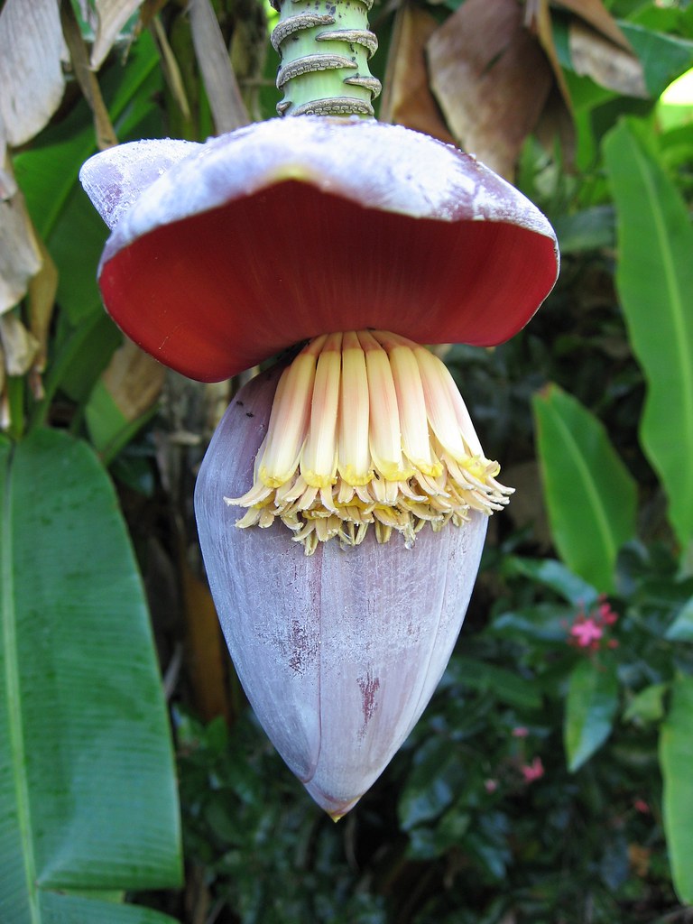 Banana Heart beautifulcataya Flickr