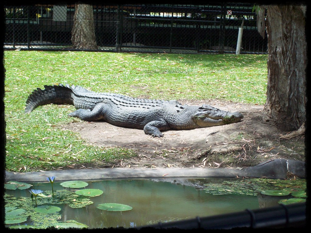 Acco the Saltwater Crocodile. Age 74 years (DOB 30/11/193… Flickr