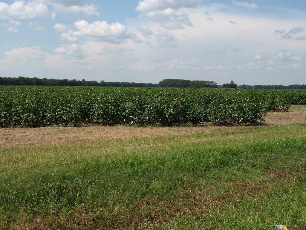 Cotton Fields, U.S. 65, Tensas Parish, Louisiana (2) Flickr