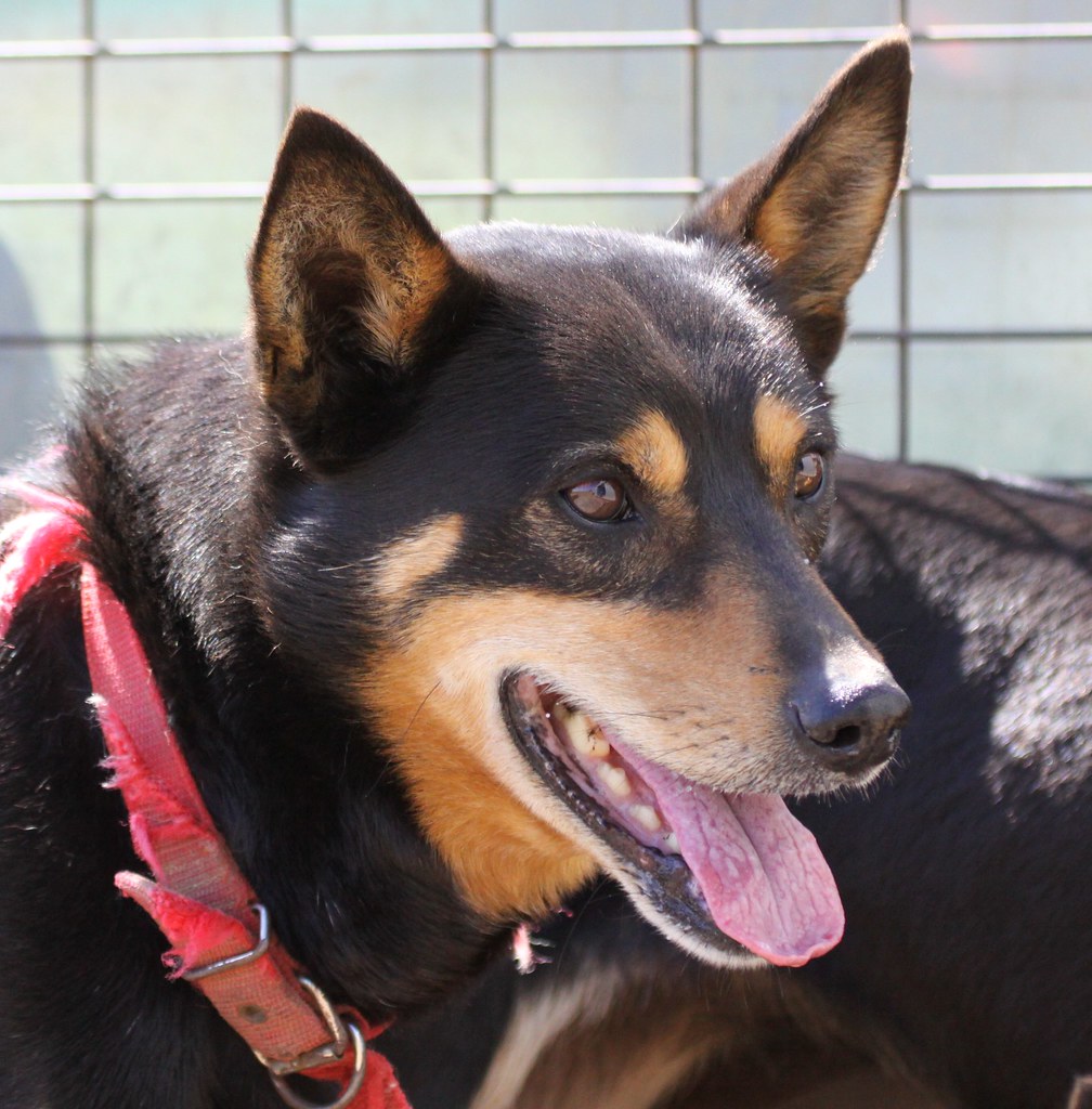 Peppy chowchilla Flickr