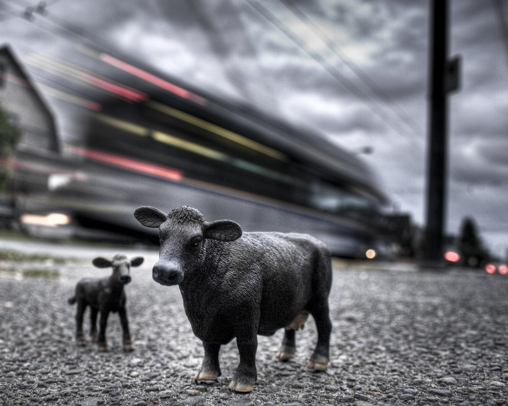 Urban Cows 4257 An Urban Cow and Calf Jeremy Lindstrom Flickr