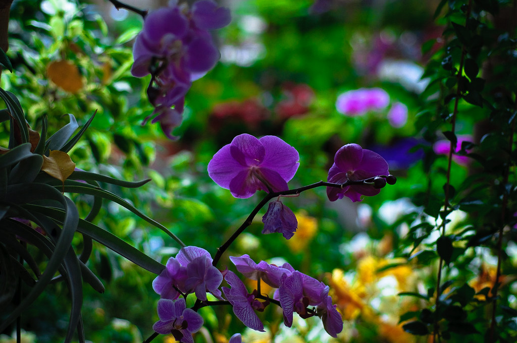 Orchids Powell Gardens Conservatory East of Kansas City, M… Flickr
