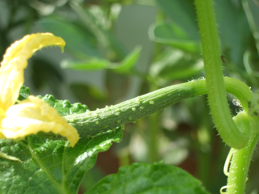 cucumbers 2009 Pinkwinged Flickr