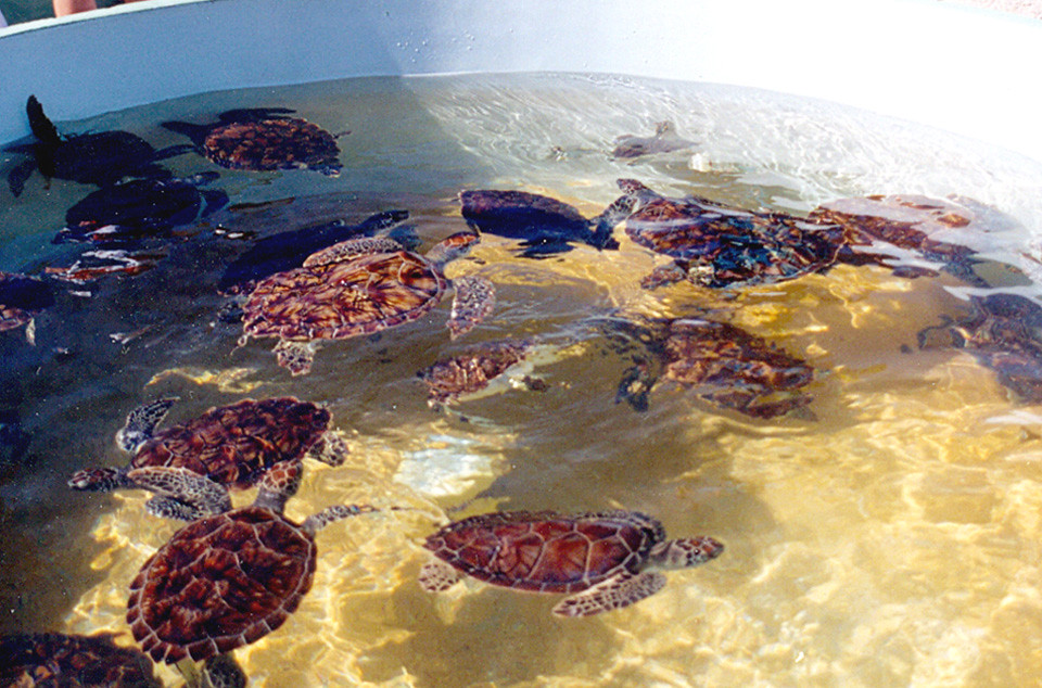 Cayman Islands Turtle Farm Display Tank A tank with a va… Flickr
