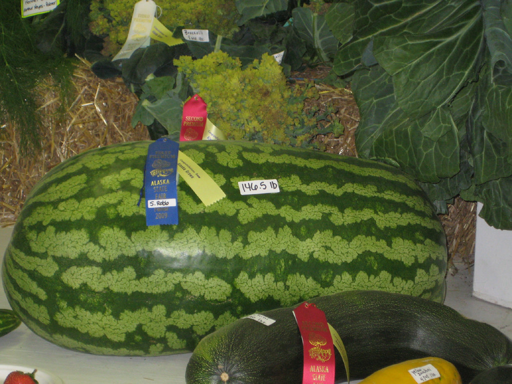 Alaska State Fair Watermelon 146.5 lbs MooseNuggette Flickr