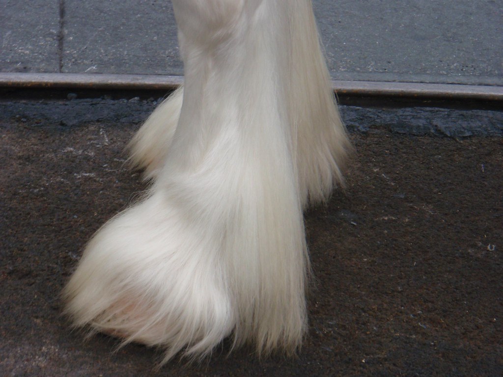 Clydesdale Horse Feet a photo on Flickriver