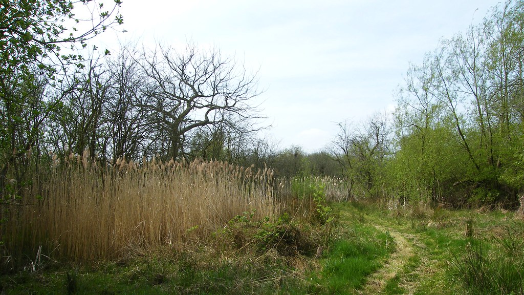 Wildlife Trusts, Norwood Road March Camb's UK.087a Flickr
