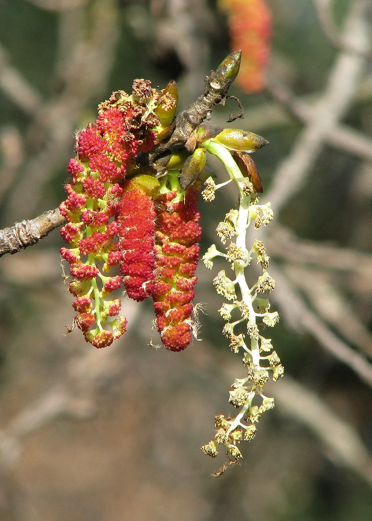 Fremont Cottonwood flowers 4300F jvpowell Flickr