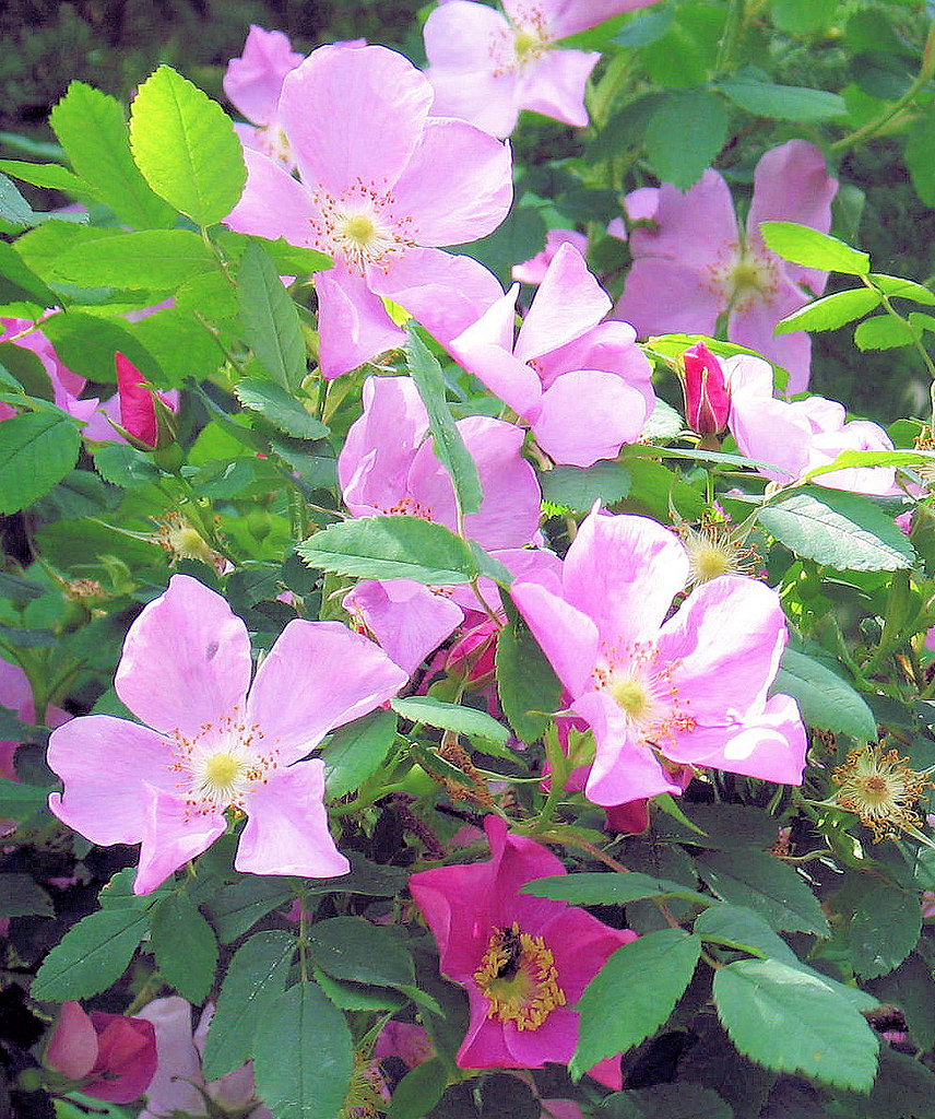 Alberta Wild Rose The Wild Rose is the Official Provincial… Flickr