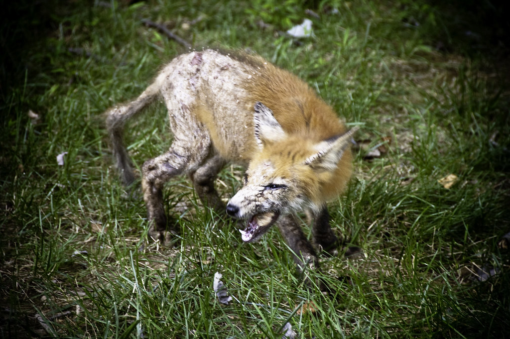 Fox with Mange Neighbors have been feeding foxes in our