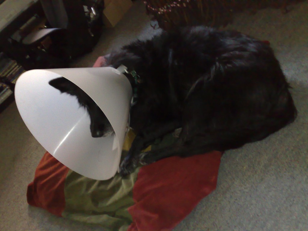 Clint with her Dog Collar [PostOp] spiritquest Flickr