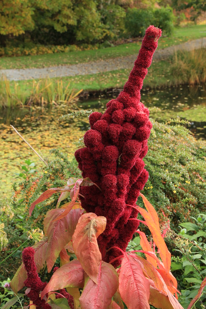 A Rude Flower jscott7357 Flickr