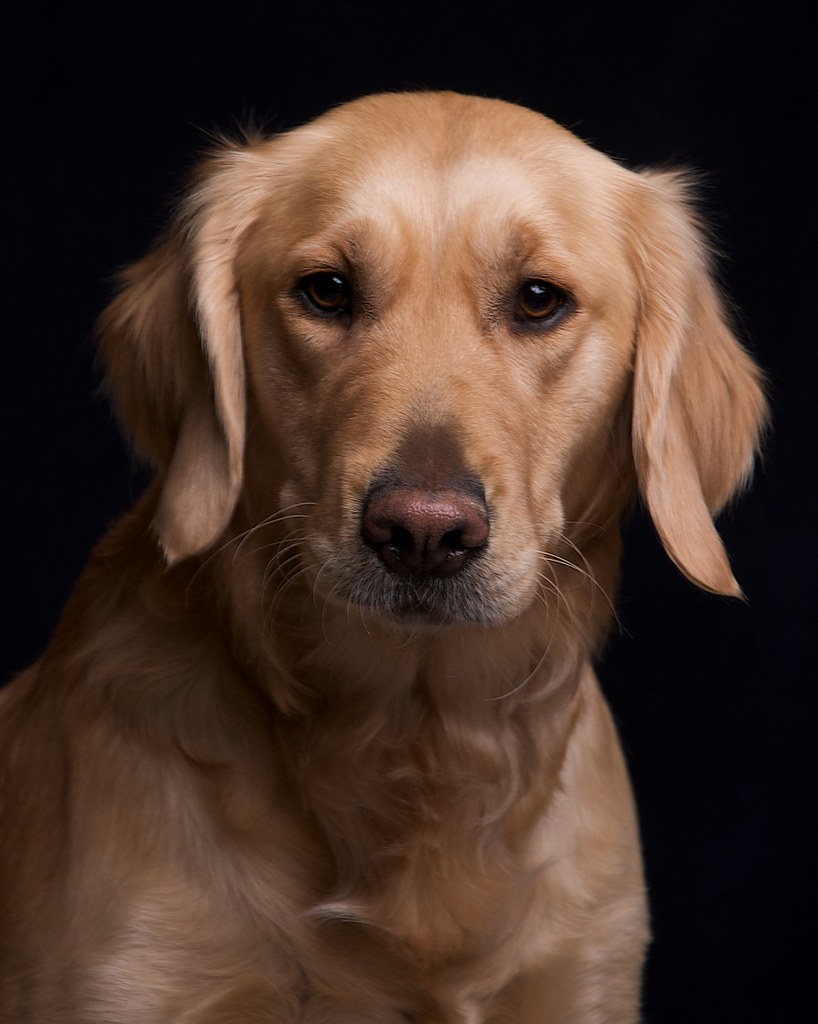 Casey Golden Retriever Frank Bradford Flickr