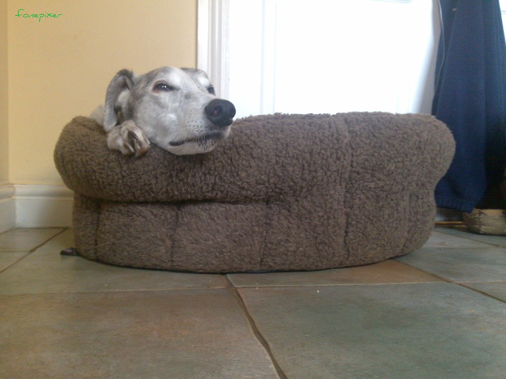 311009.25 big dog, small bed Will Harris Flickr
