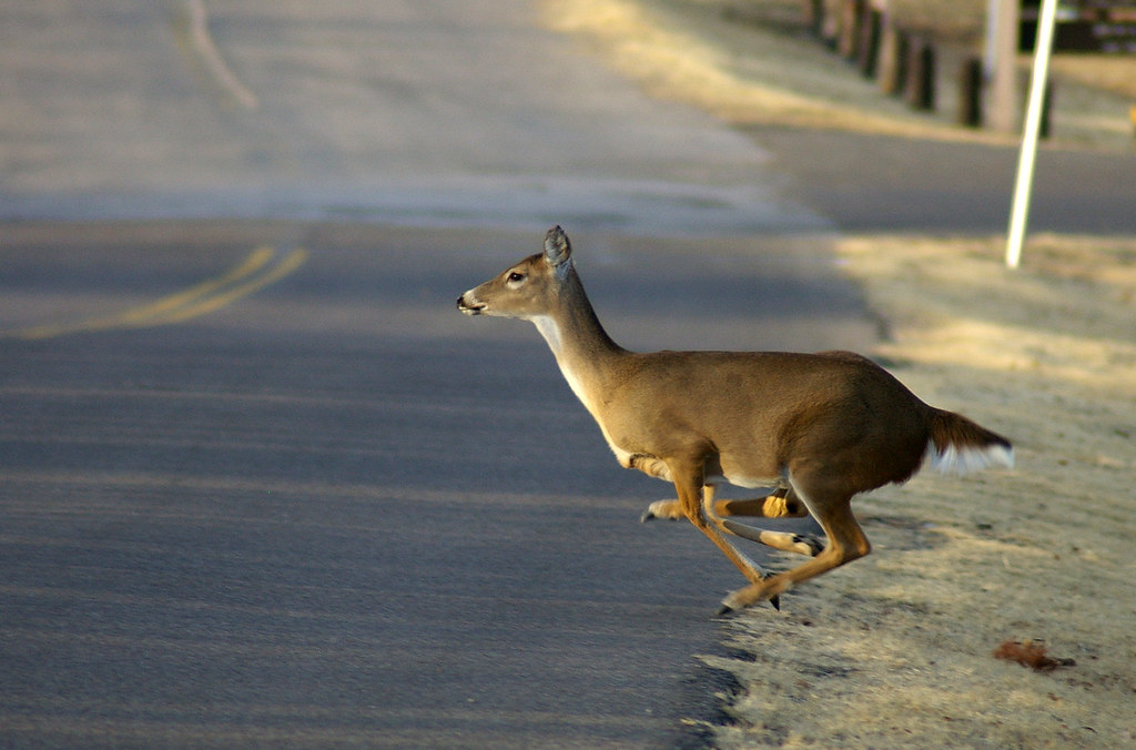 Deer Crossing Deer crossing the road at Lake Thunderbird, … Flickr