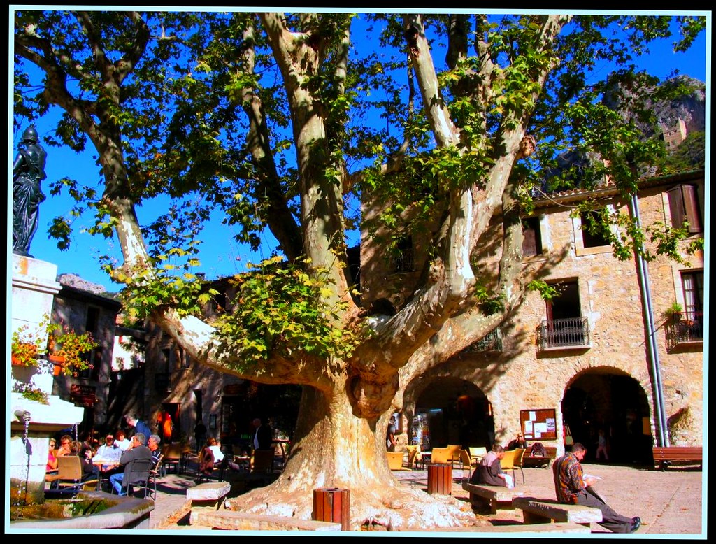 ARBRE CENTENAIRE Saint Guilhem le Désert (L'Hérault), plàt… Flickr