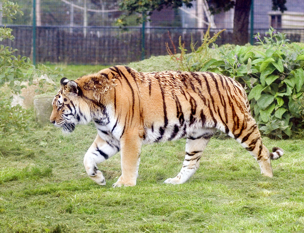 Siberian or Amur Tiger at Blackpool Zoo Died November 11th 2009 a