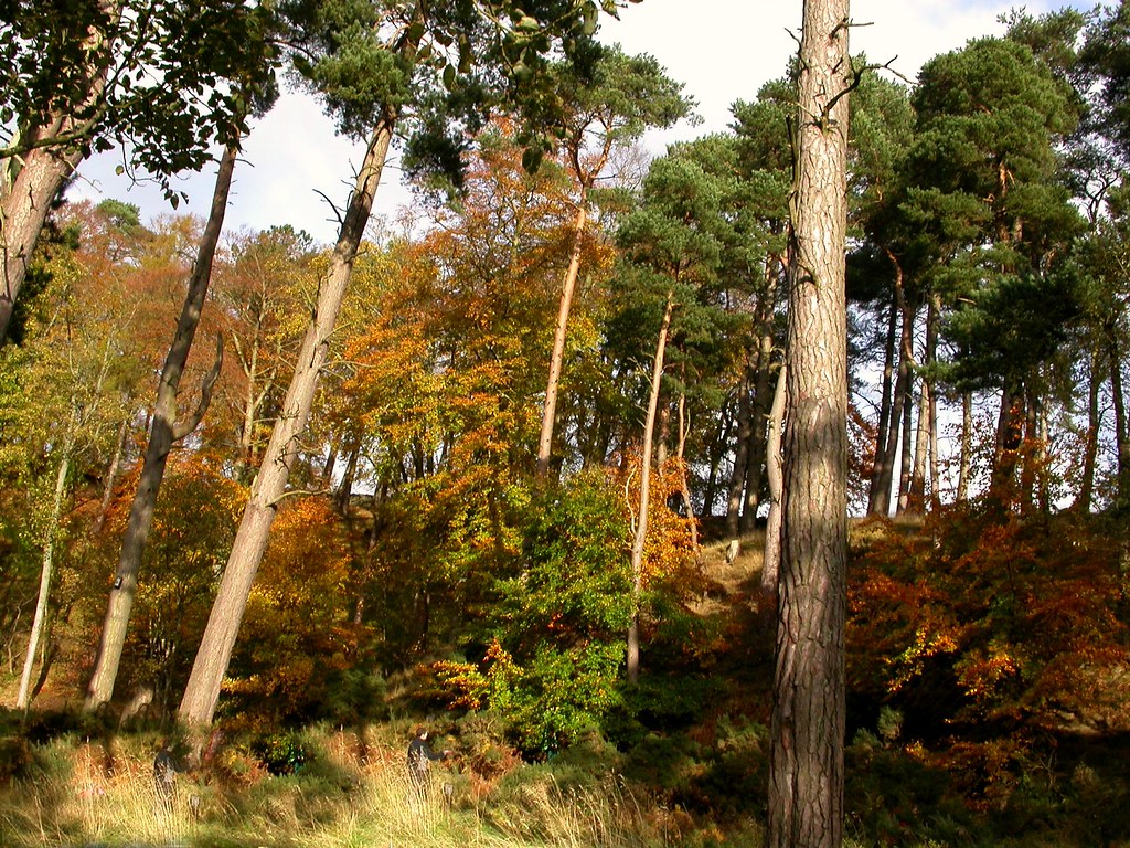 Old Scot's Pine Edinburgh Nette Flickr