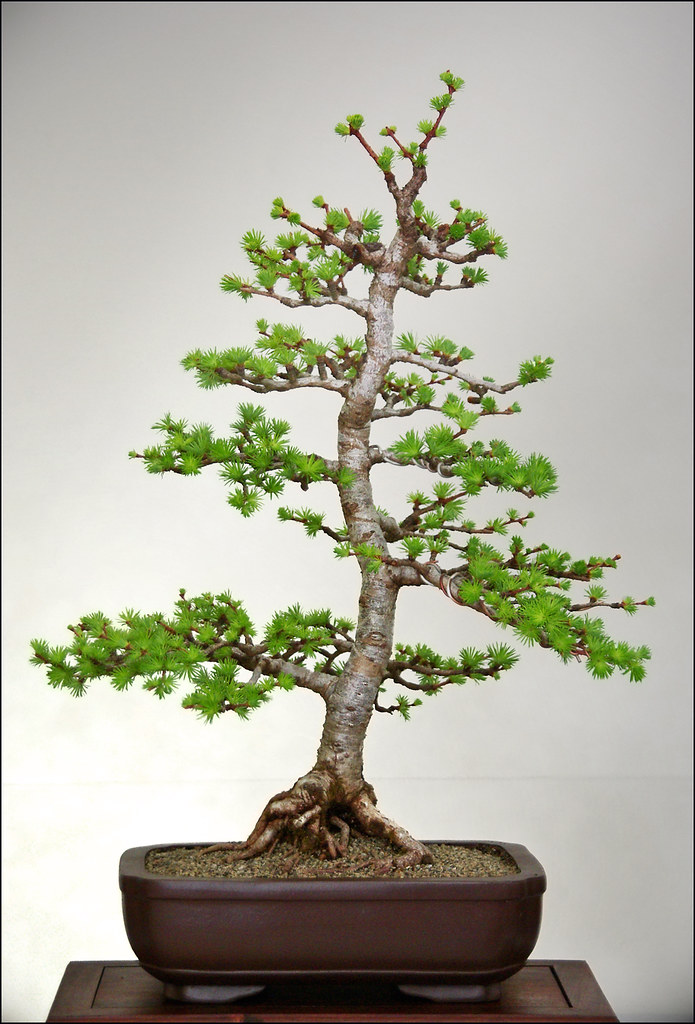 Battle Cry True Fact During World War II, "bonsai" served… Flickr