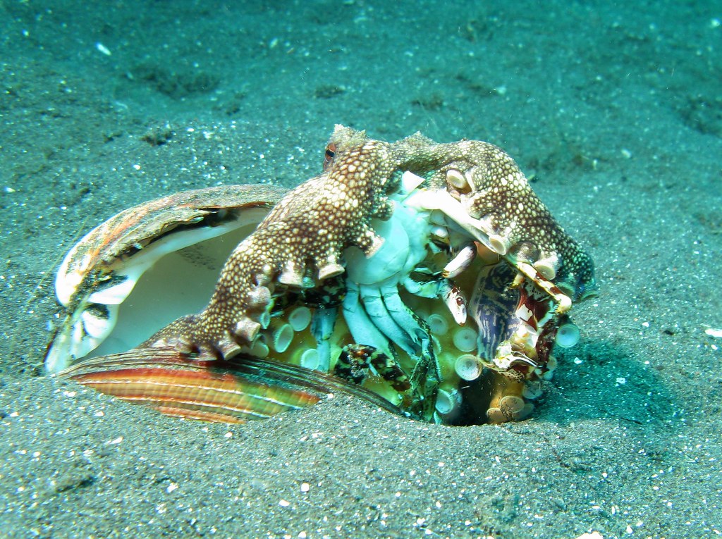 Veined Octopus Amphioctopus Marginatus eating a Crab Flickr