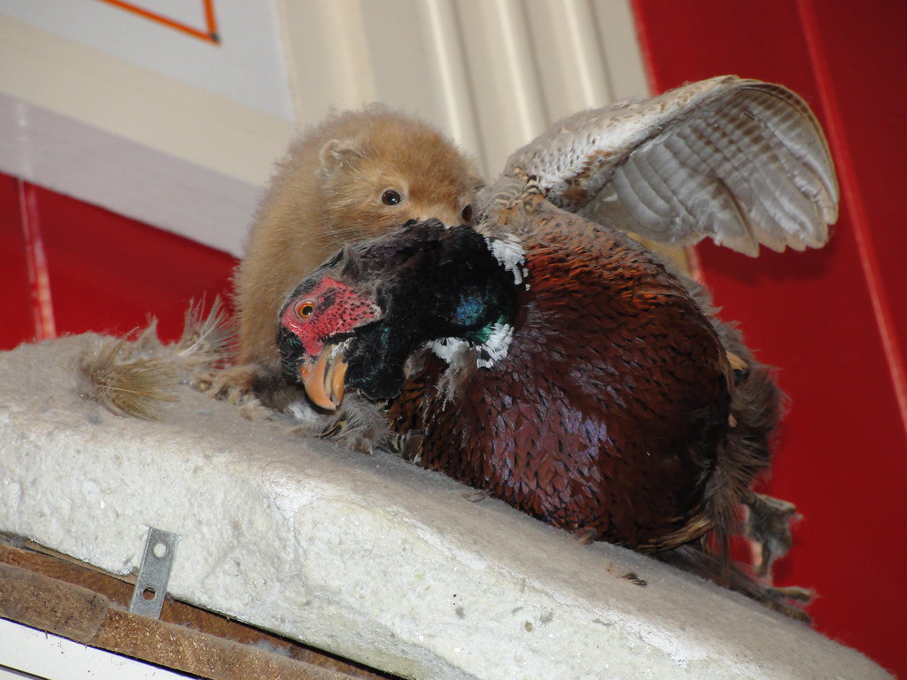 Day 2, South Dakota Walldrug mink attacking a phesant? Flickr