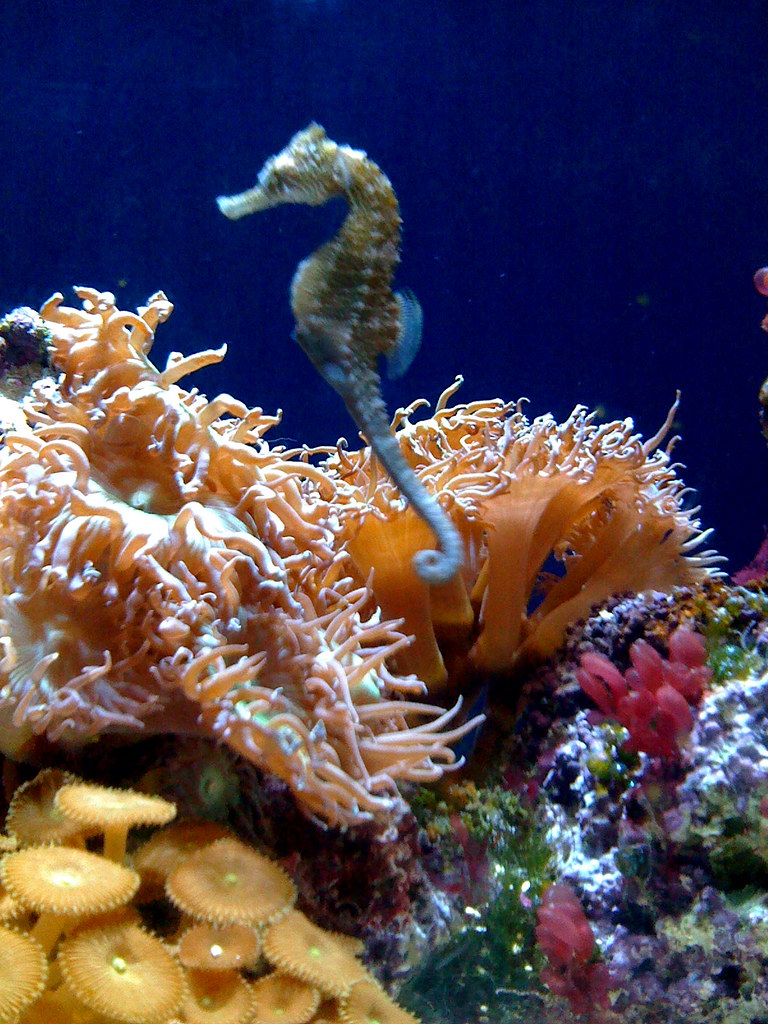 Seahorses Aquarium of the Pacific Erik Swedlund Flickr