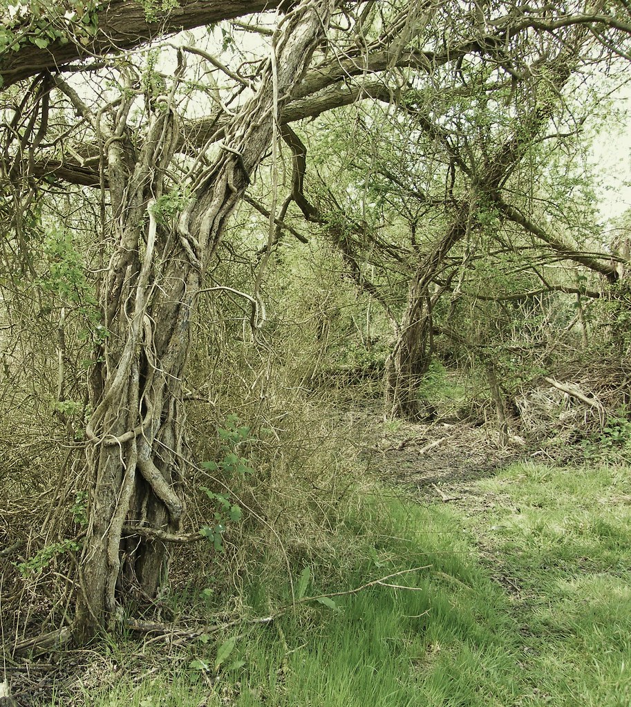 Wildlife Trusts, Norwood Road March Camb's UK.156a Flickr